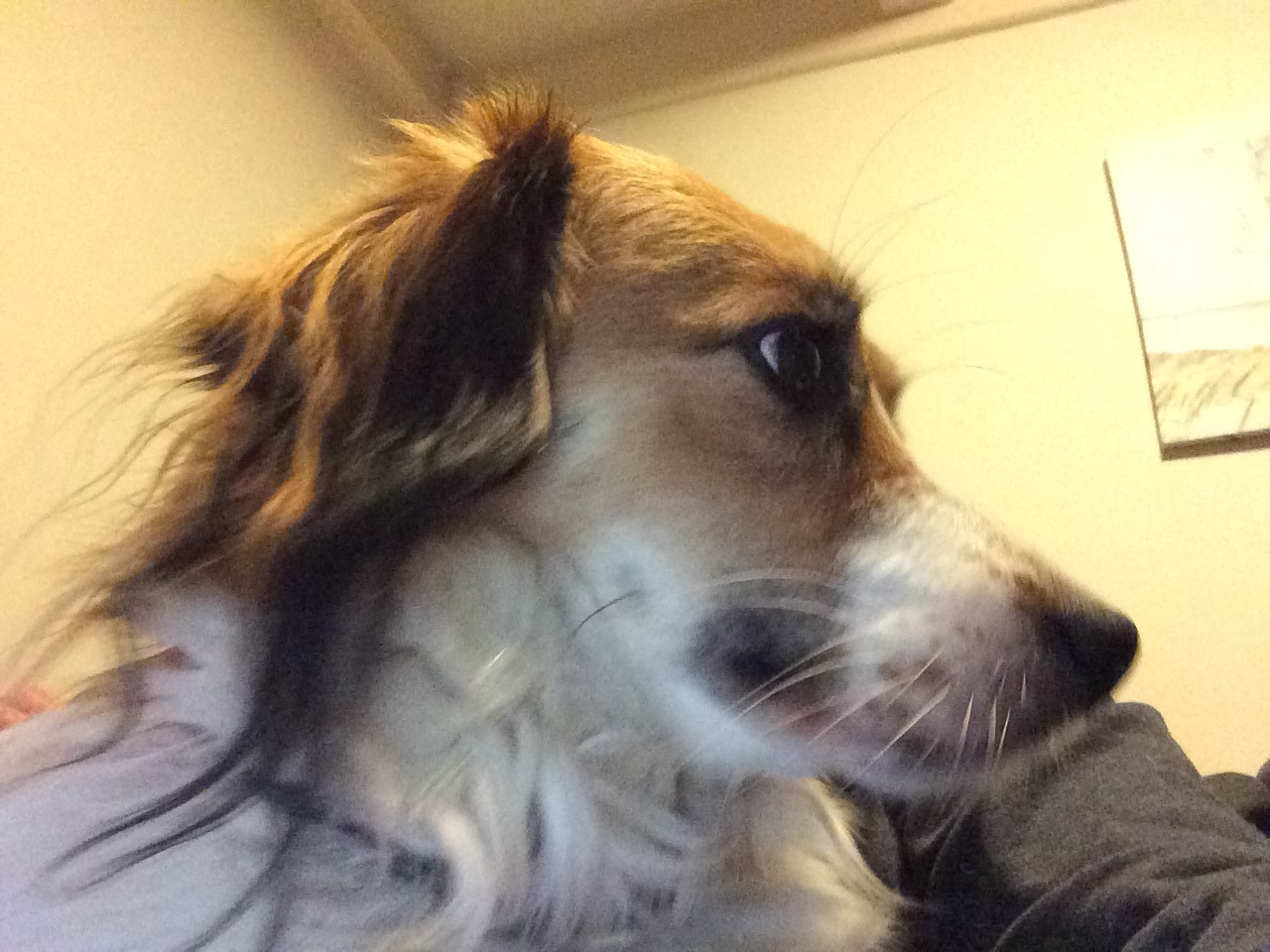Bee, hond van Ruud Stap